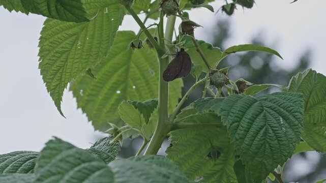 Brauner Waldvogel (Schornsteinfeger) wird von Wespe vetrieben