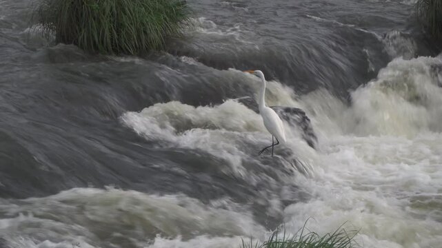 Flamenco blanco levantando vuelo mientras el agua fluye