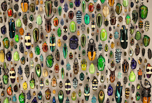 Beetles. A vivid collection of various colorful beetles is displayed against a neutral background. The assortment includes beetles of different shapes, sizes, and bright hues, creating an eye-catching