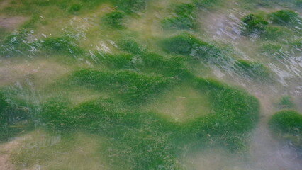 close up Spirogyra in fresh water