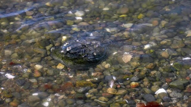 A horseshoe crab sits in shallow water