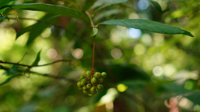Unripe fruit of Psychotria viridis in the forest