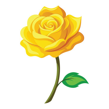 Illustration of yellow rose flower isolated