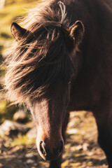 Close-up of an Icelandic horse on a sunny and windy day. The horse is looking directly into the...