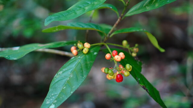 close up of Psychotria viridis fruit