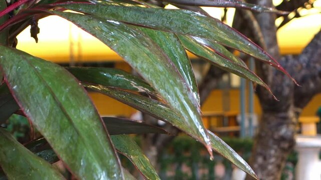 Relaxing video of falling rain .