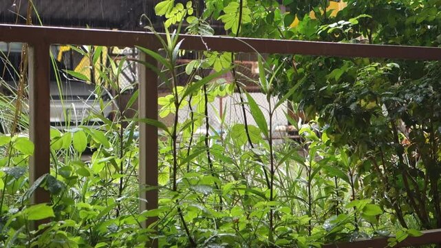 Relaxing video of falling rain .