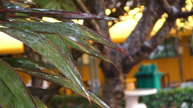 Relaxing video of falling rain .