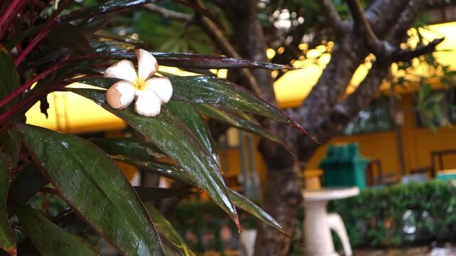 Relaxing video of falling rain .