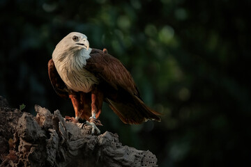 Brahminy Kite in fly