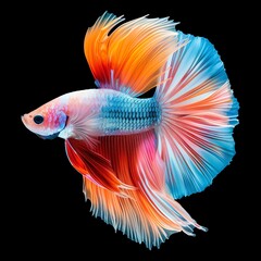 Fototapeta premium Stunning close-up of a vibrant, multicolored Betta fish with delicate fins swimming gracefully on a black background.