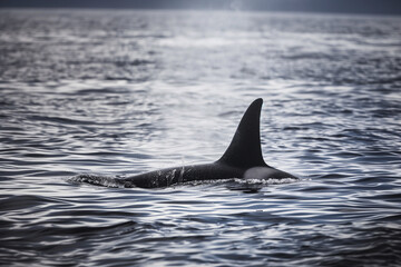 Fototapeta premium Orca(Killer whale) swimming at ocean surface