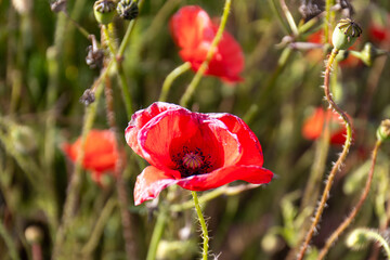 Close up red poppies in a field