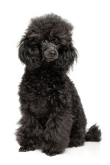 Black poodle puppy portrait