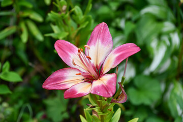 スカシユリ「ハートストリングス」