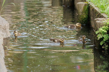 水路を泳ぐカルガモの雛