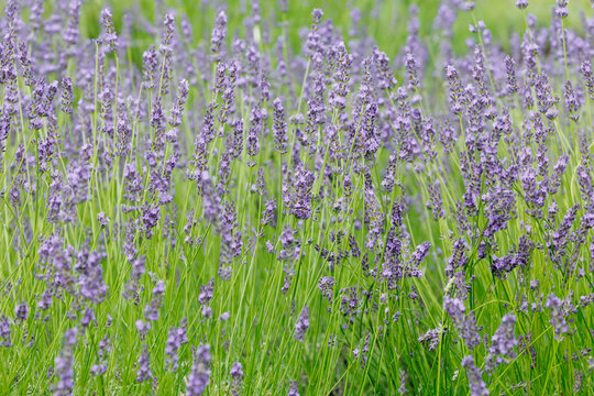 Lavender（Lavandula x intermedia）
