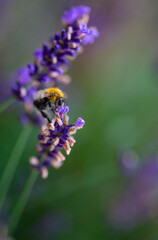 Beautiful grass a field of faded lavender. end of season. bumblebee collects nectar