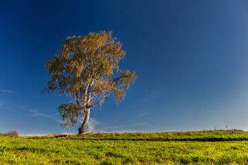 Obraz premium Samotne drzewo