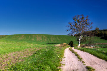 Polna droga © Robert
