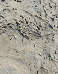 Belemnites fossils in Ponta do Trovao, geological site beautiful city of Peniche in Portugal