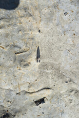 Belemnites fossils in Ponta do Trovao, geological site beautiful city of Peniche in Portugal