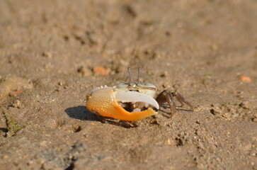 crab of the species Gelasimus vomeris on the sand