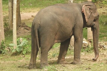 Fototapeta premium Asian elephant, Luang Prabang, Laos