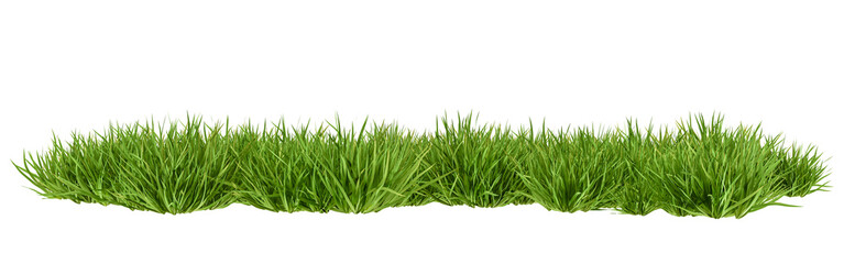 Green grass isolated on white background