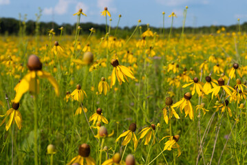 Yellow Coneflowers