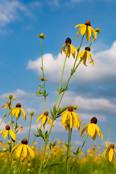 Yellow Coneflowers