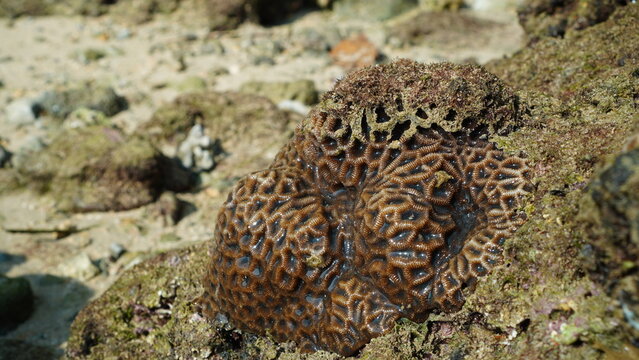 close up of Favites complanata coral