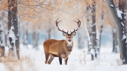 Obraz premium Deer in winter forest. Wild animal in winter forest. Wildlife scene.