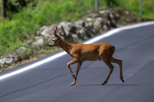 Capriolo