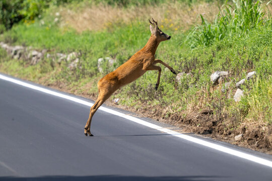 Capriolo