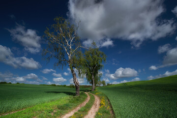 Polna droga © Robert