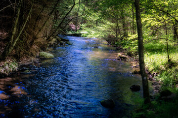 Leśna rzeka © Robert