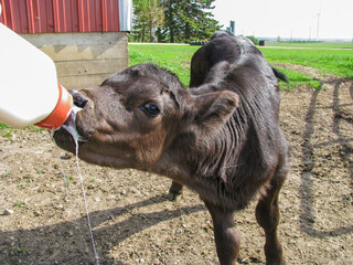 Black Angus calf drinking milk out of a bottle © Peter