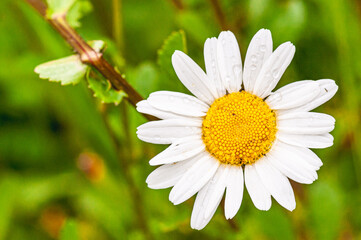 Fototapeta premium Top view, close up of, a single daisy flower, in full bloom, on a sunny day
