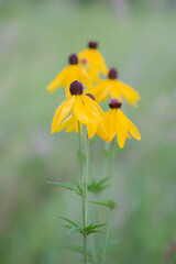 black eyed susans in bloom