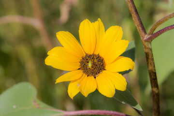 wild sunflower in bloom