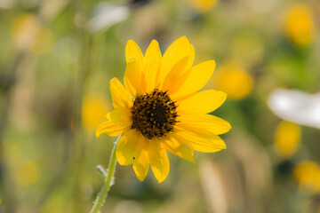 wild sunflower in bloom