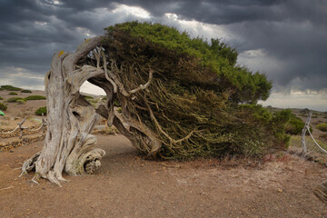 
The sabina of El Hierro. This tree is one of the great icons of the Island of El Hierro and the Canary Islands. It owes its shape to the intense winds of the area where it grows.