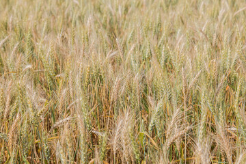 drought damaged spring wheat
