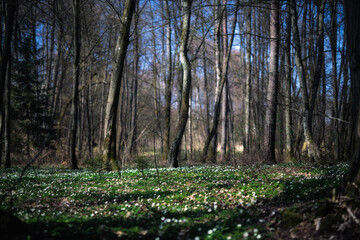Wiosenny las