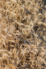 ripe spring wheat laying in a windrow