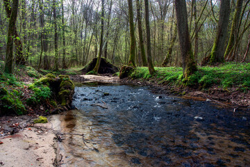 Leśna rzeka © Robert