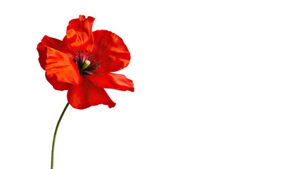 Red flower on a transparent background