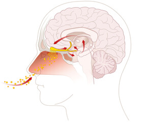 Sense of smell. Detailed illustration of the olfactory region.