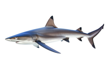 Fototapeta premium Blue shark swimming, transparent white background, isolated.